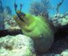 Green Moray Eel, City of Waswhington