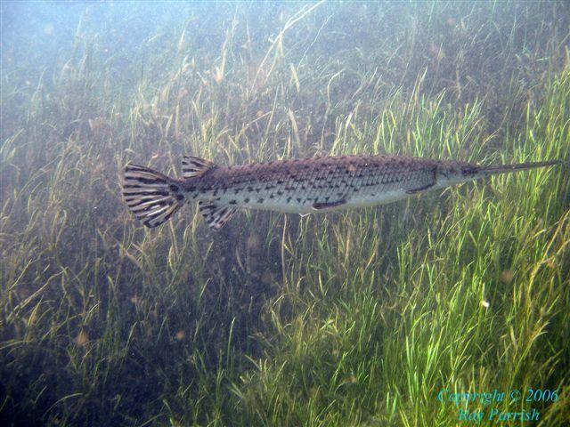 Rainbow River - Florida Garr seen while drift diving the river