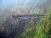 Rainbow River - Florida Garr seen while drift diving the river