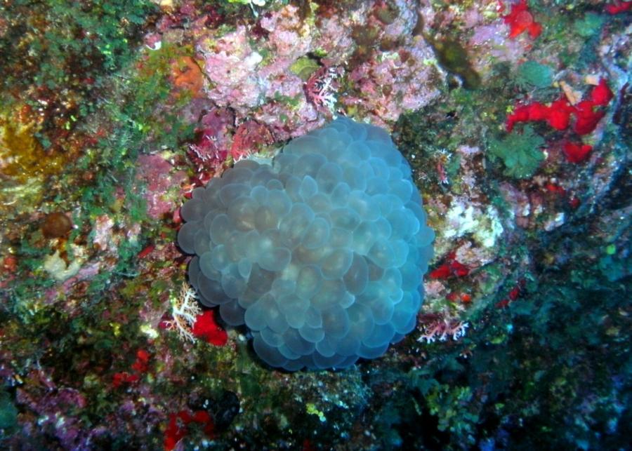 The Grotto - bubble coral