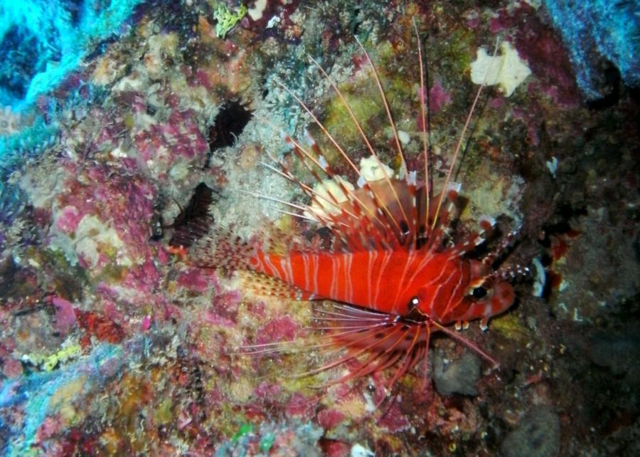 The Grotto - Grotto lionfish