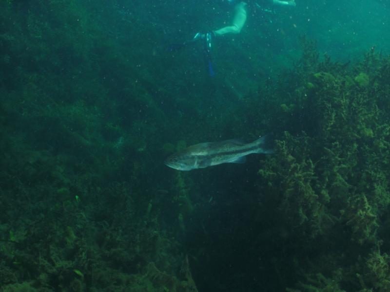 Spring Lake (aka: Aquarena Springs) - Clearest dive in town