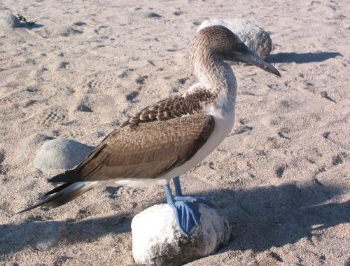 Isla Bartolomé - Blue-footed Booby sitting pretty for the cameraman!