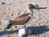 Blue-footed Booby sitting pretty for the cameraman!