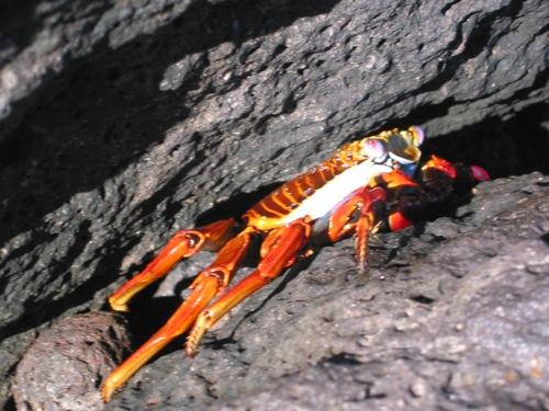 Isla Bartolomé - Sally Lightfoot Crab