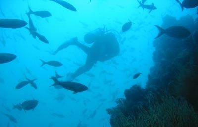 Isla Bartolomé - Diving a wall off Isla Bartolomé