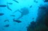 Diving a wall off Isla Bartolomé - cpjmazz