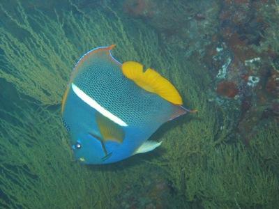 Isla Bartolomé - King Angelfish