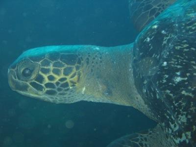 Isla Bartolomé - Pacific Green Sea Turtle