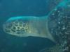 Isla Bartolomé - Pacific Green Sea Turtle