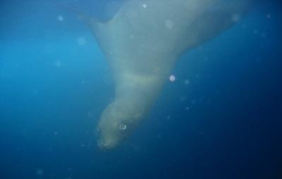 Isla Bartolomé - Stealthy Sea Lion playing peek-a-boo