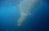 Stealthy Sea Lion playing peek-a-boo
