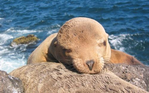 Isla Bartolomé - Juvenile sea lion resting on mom’s back