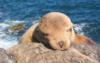 Isla Bartolomé - Juvenile sea lion resting on mom’s back