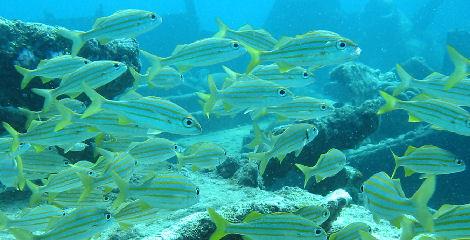 Pendernales Wreck aka Pedernales - Pedernales Wreck