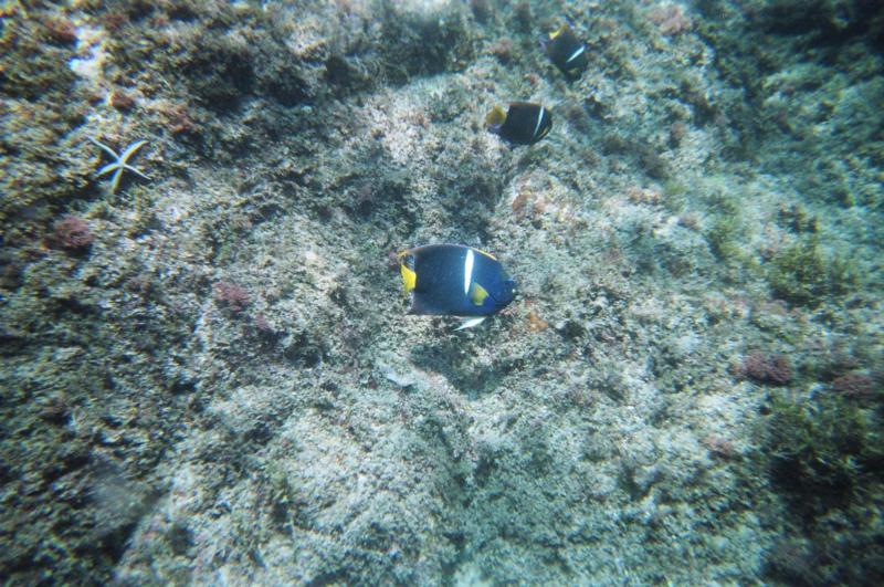 San Pedro Island/Seal Island - Cortez King Angels