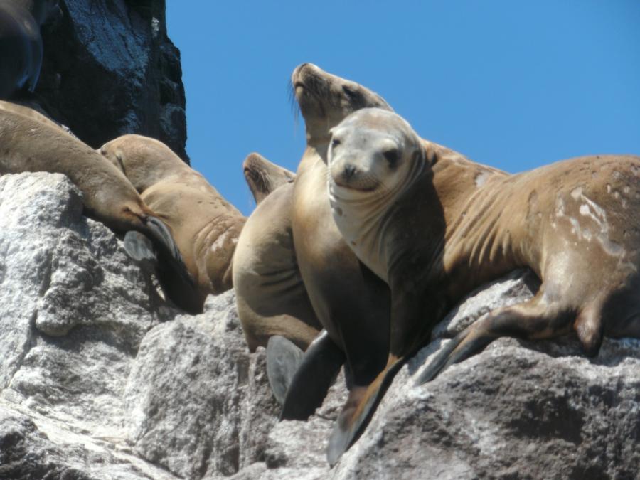 Ship Rock - Seals hang out here frequently and love divers