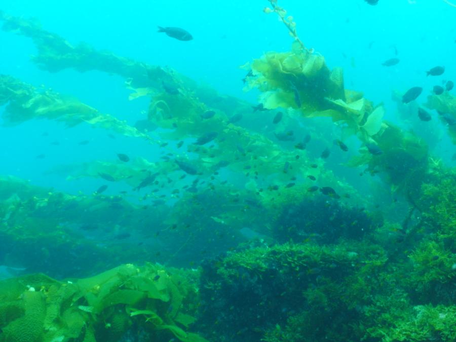 Ship Rock - Kelp forest of life