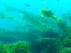 Kelp forest of life - JimKoz