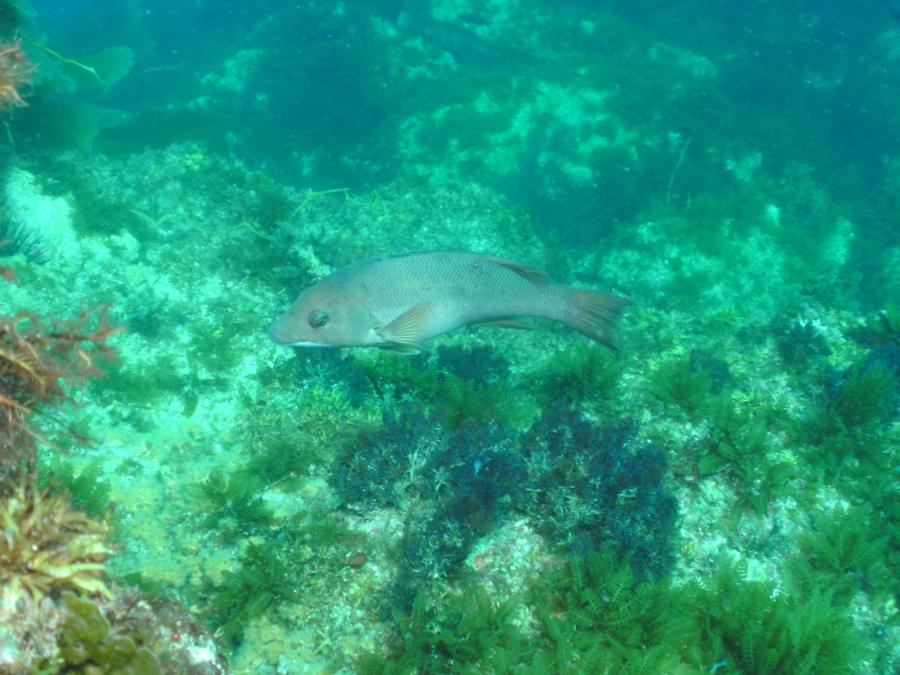 Ship Rock - Female sheephead fish