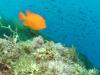 Garibaldi fish are everywhere here - JimKoz