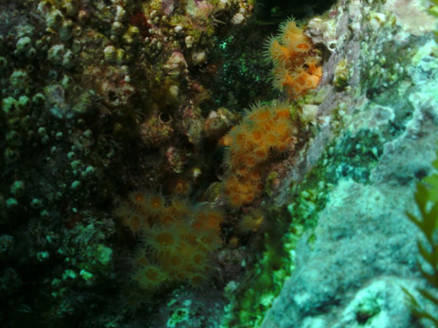 Ship Rock - Strawberry Anemones