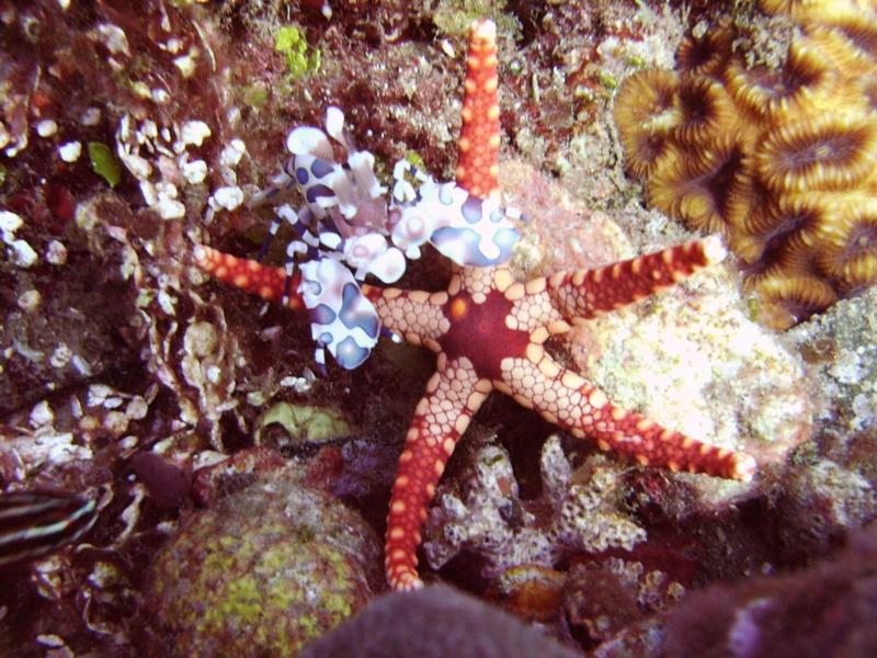 Milne Bay - Harlequin Shrimp and Tiny Starfish - Tawali, PNG