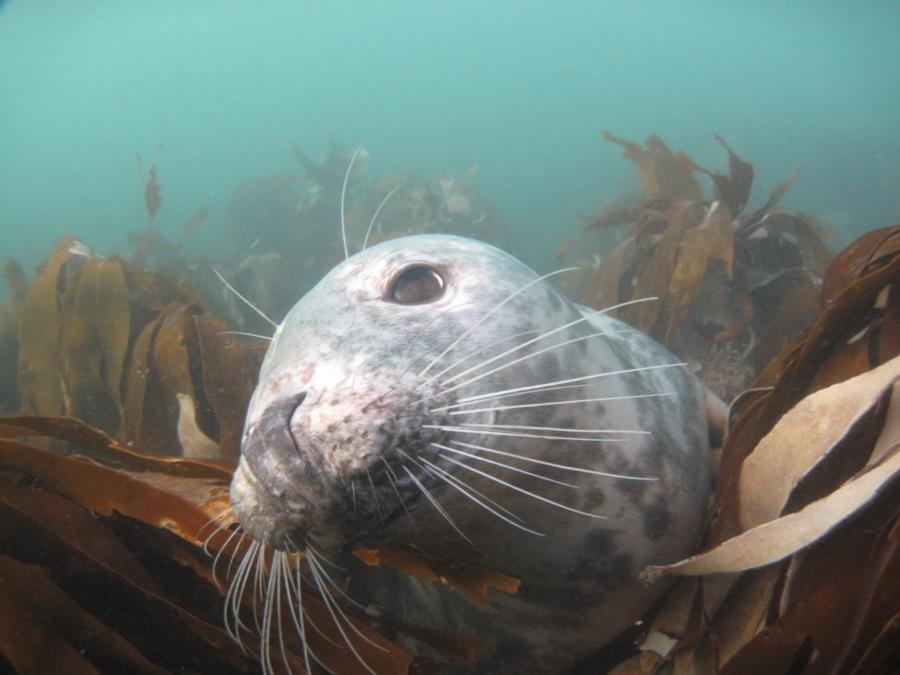 Farne Islands - Photo uploaded by  (image.jpg)