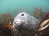 Farne Islands - Photo uploaded by  (image.jpg)