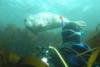 Farne Seal and diver