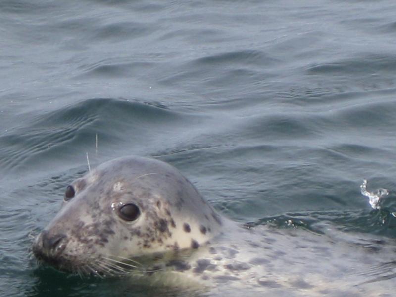 Farne Islands - farne island seal