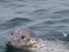 farne island seal