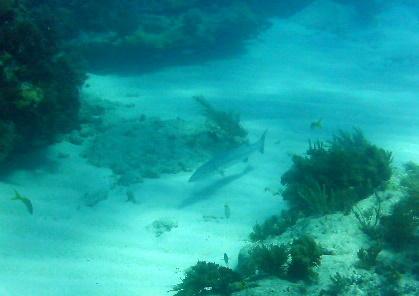 Molasses Reef - Barracuda