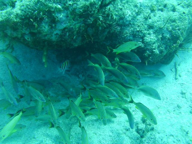 Molasses Reef - French Grunts