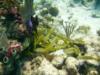 Molasses Reef - Key Largo FL