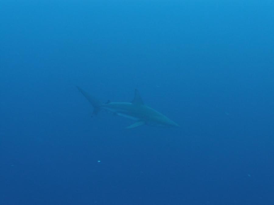 Toilet Bowl - 14 ft black tip reef shark