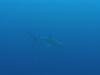 Toilet Bowl - 14 ft black tip reef shark