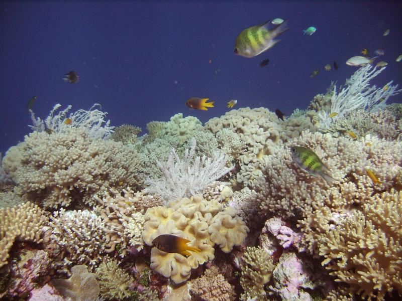 Tukang Besi Islands (Wakatobi Islands) - Reef Life - Wakatobi Islands