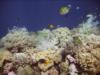 Reef Life - Wakatobi Islands
