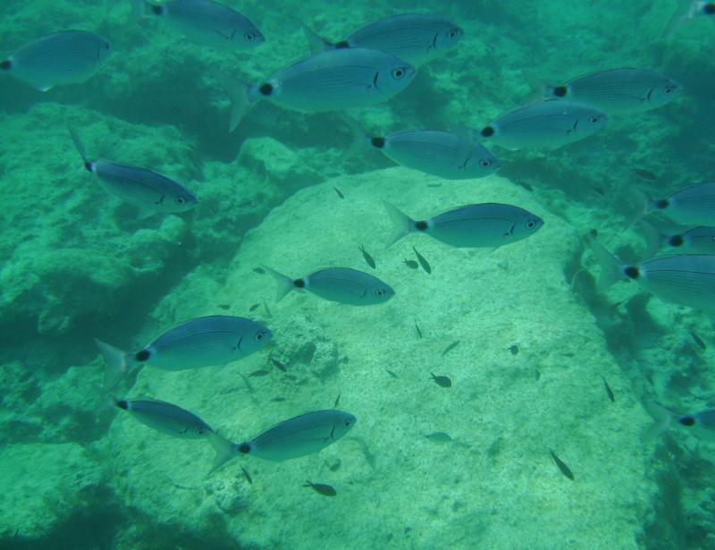 Green Bay - Fish Stone