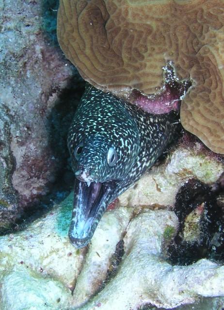 Silver Cave/Caves - Spotted moray
