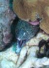 Silver Cave/Caves - Spotted moray