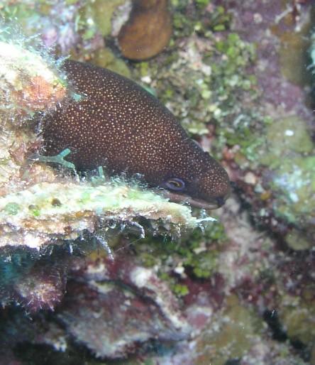 Silver Cave/Caves - Christmas tree worm