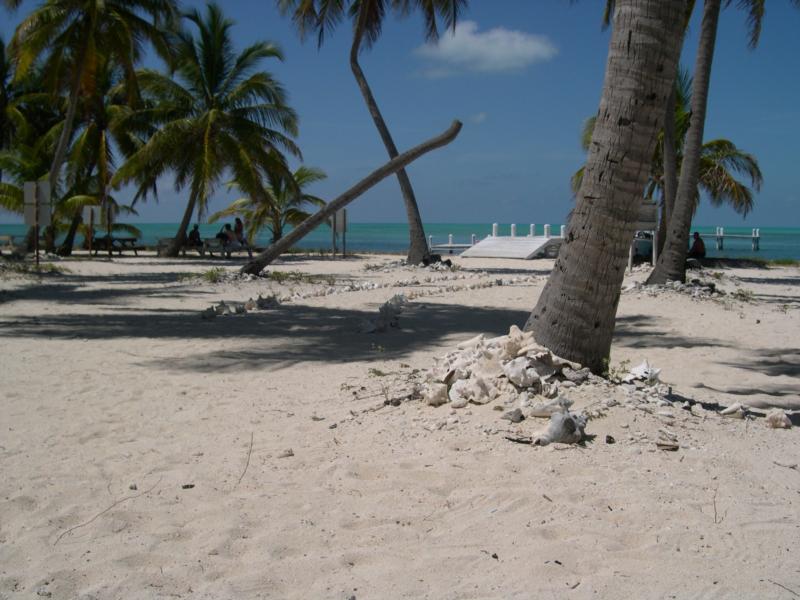 Half Moon Key (Caye) Wall - Topside Halfmoon Caye