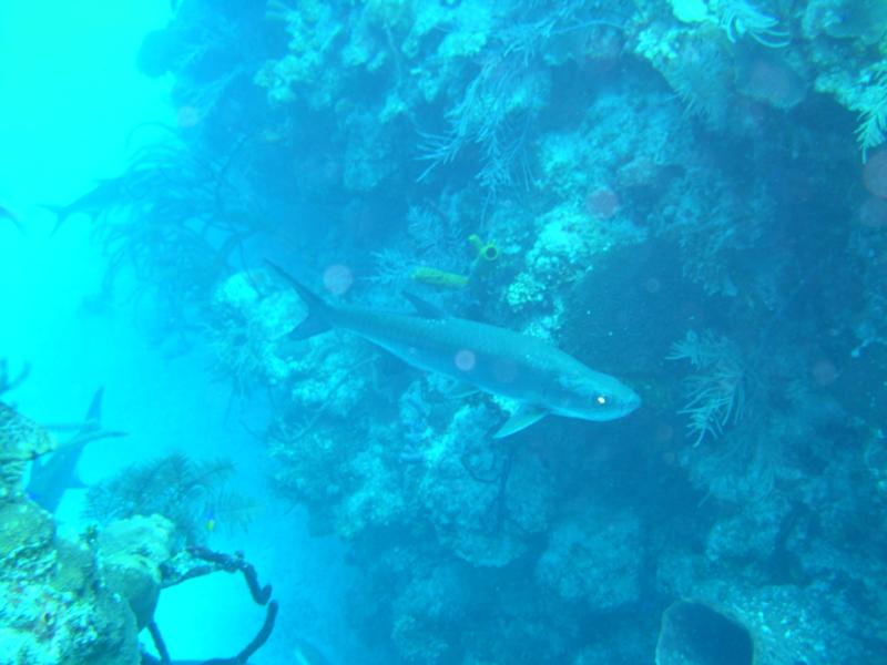 Half Moon Key (Caye) Wall - snook