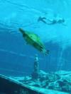 Weeki Wachee Springs - Weeki Wachee