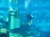 Diving at Weeki 8-14-11 - TeachingOrlando