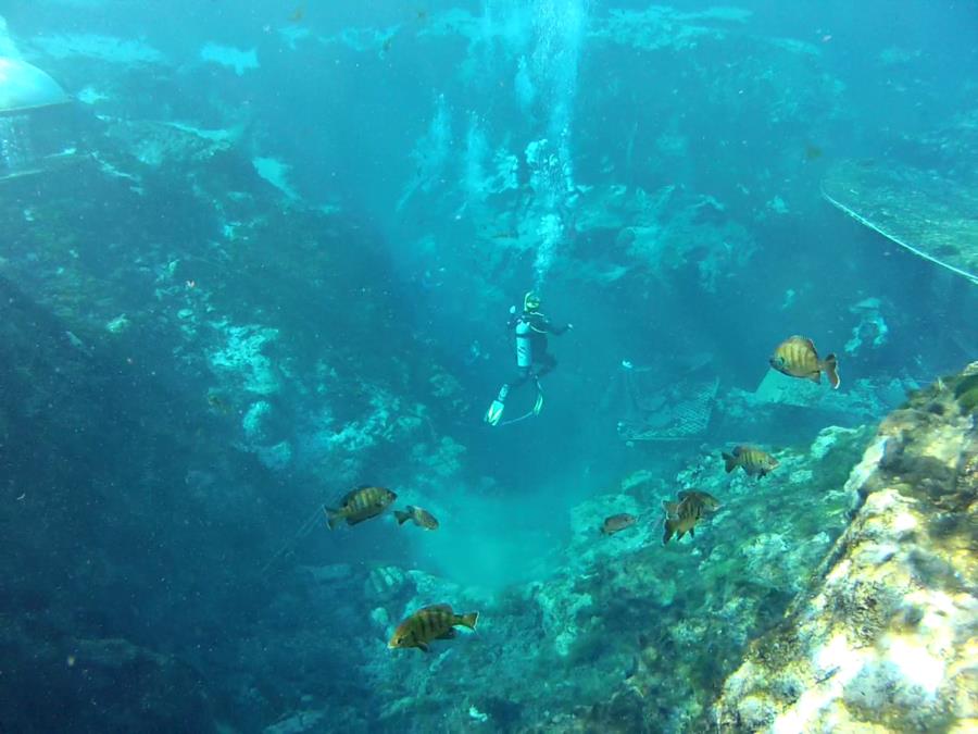 Weeki Wachee Springs - Some new divers getting certified.