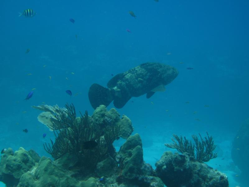 Looe Key Reef - Resident Grouper