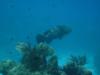 Looe Key Reef - Resident Grouper